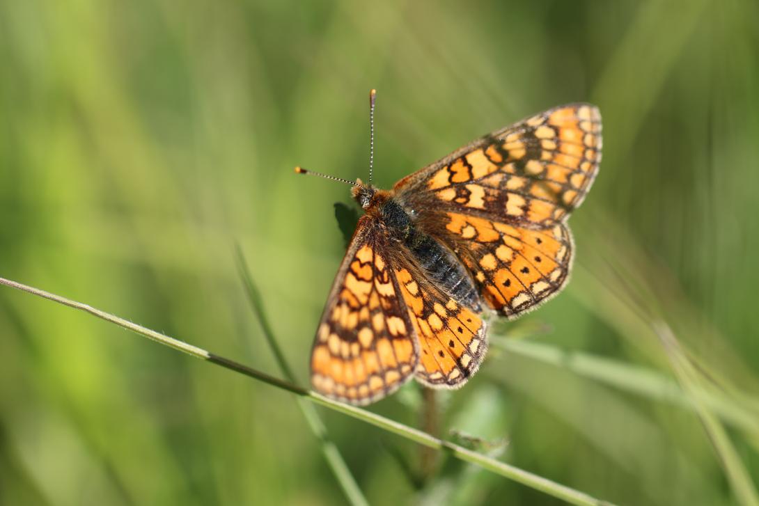 Euphydryas aurinia - Damier de la Succise