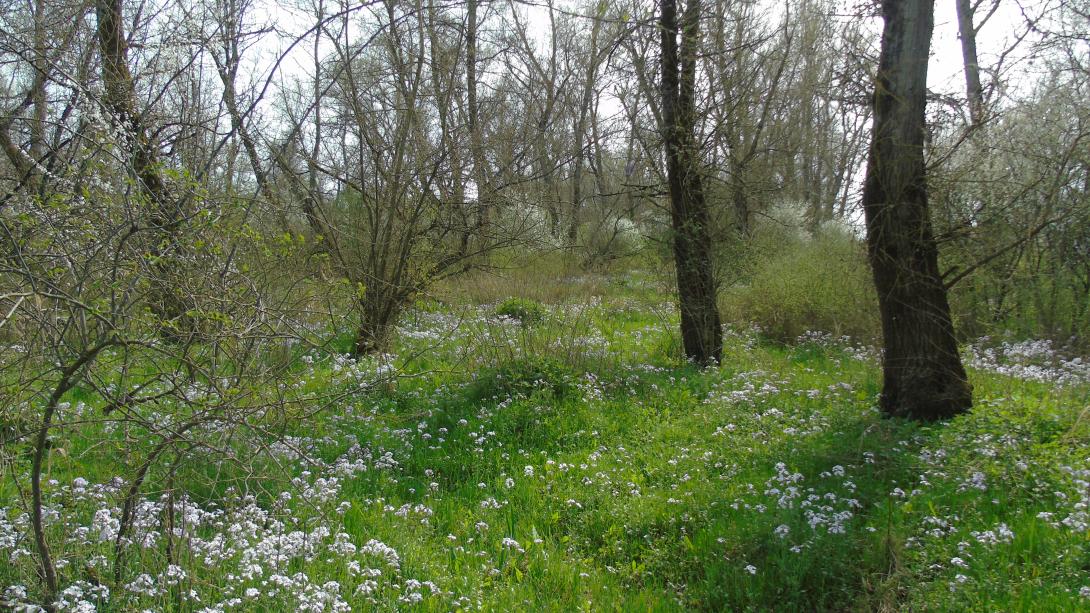 Illustration d'une forêt alluviale en bord de Loire