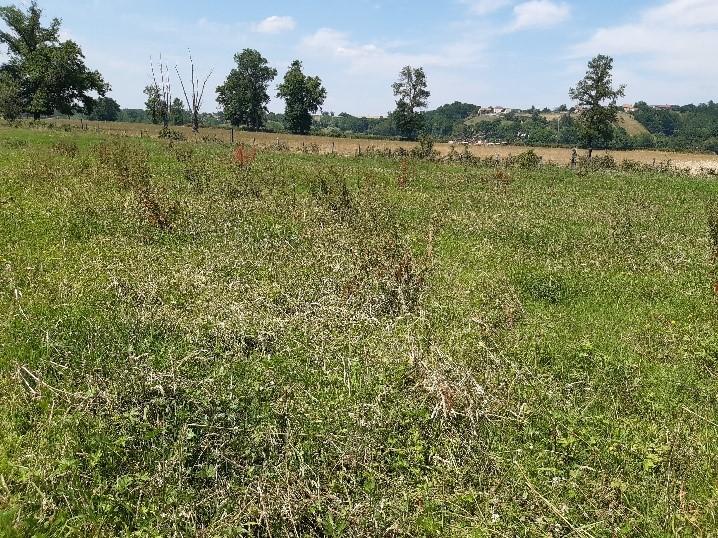 Prairie pâturée à Cronat