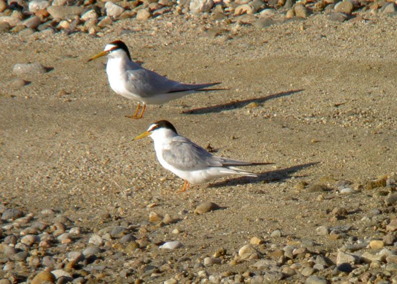 sternes naines_R. Riols-LPO Auvergne